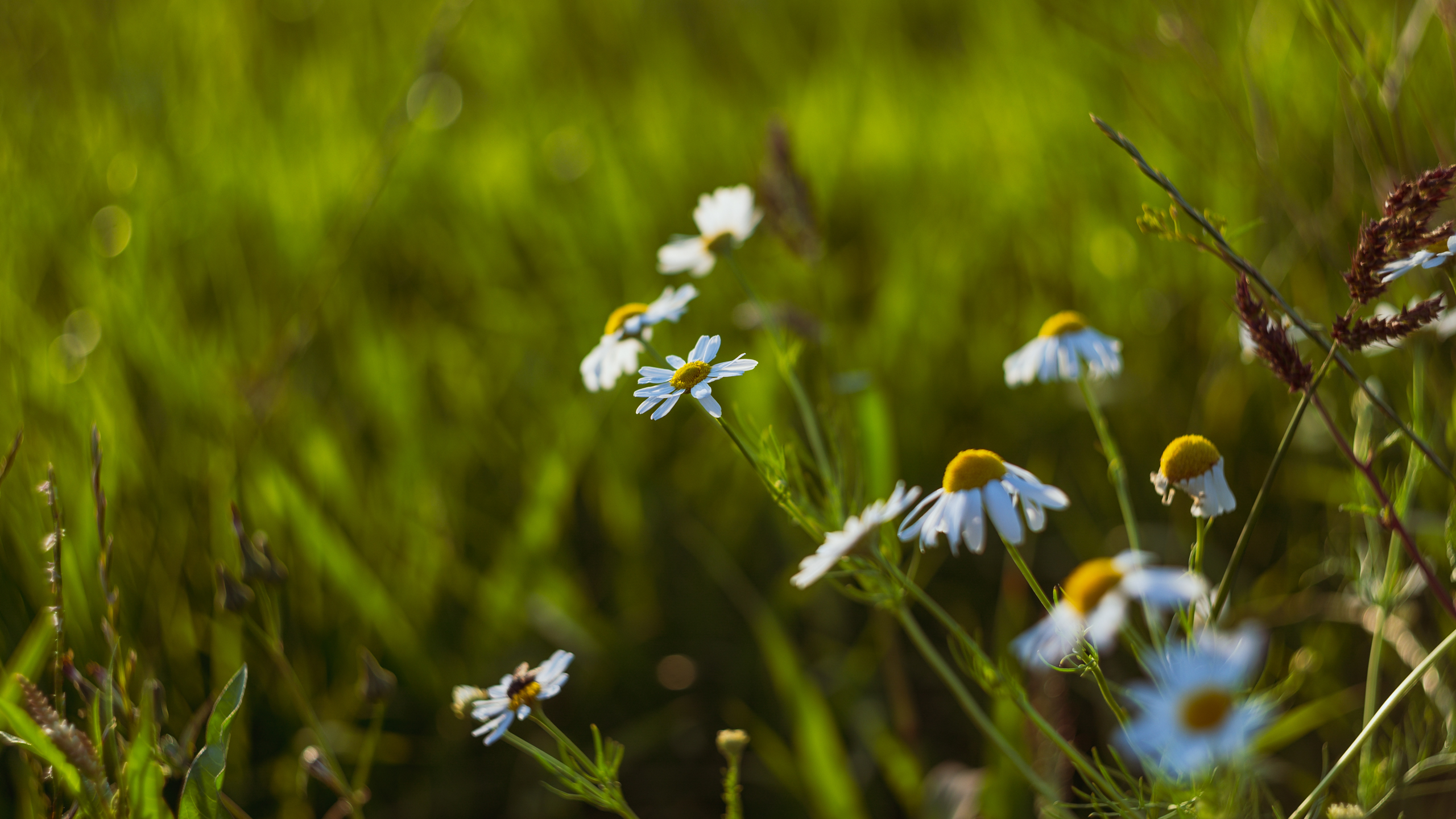 Wilde madeliefjes in een weide, geschoten met de Helios 44-2 van KMZ.