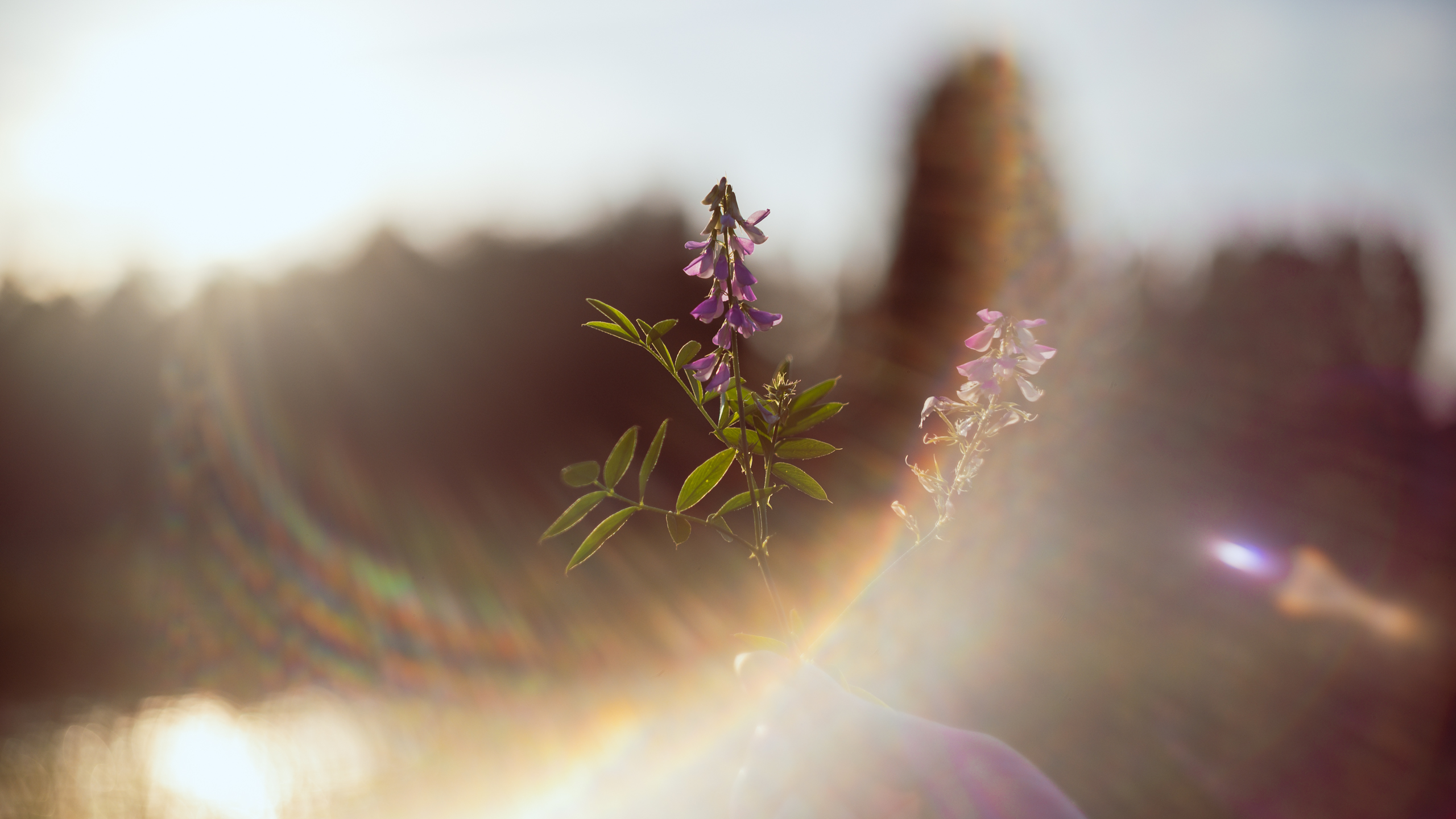 Regenboogachtige lichtreflectie in een KMZ Helios 44-2-objectief. Ook in de compositie: een wildbloem wordt opgehouden.