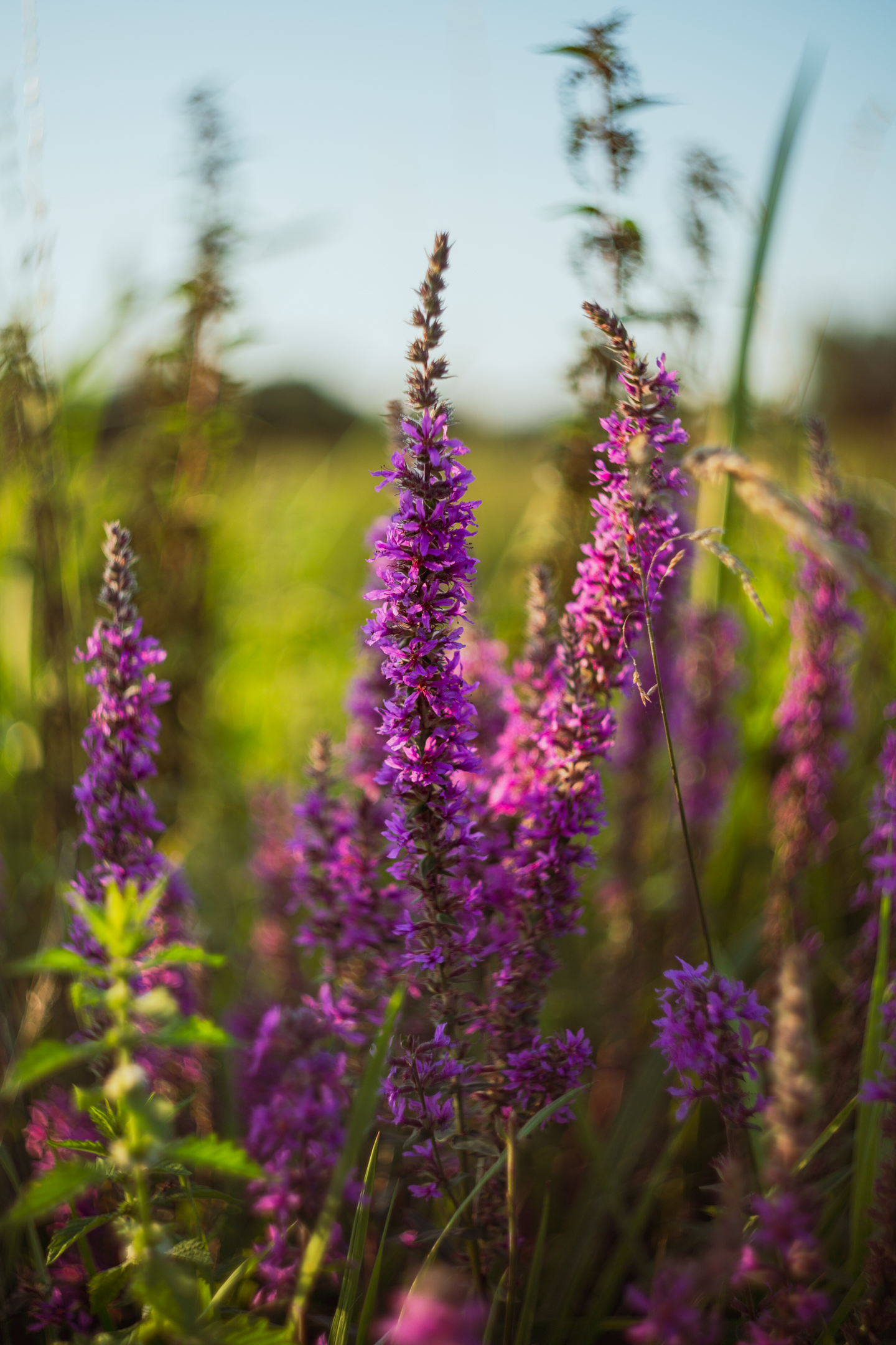 Paarse bloemetjes in een natuurgebied. Sommige van de bloemen zijn haarscherp, maar daaromheen vervalt de focus snel, in de zogenaamde 'swirly bokeh'-manier.