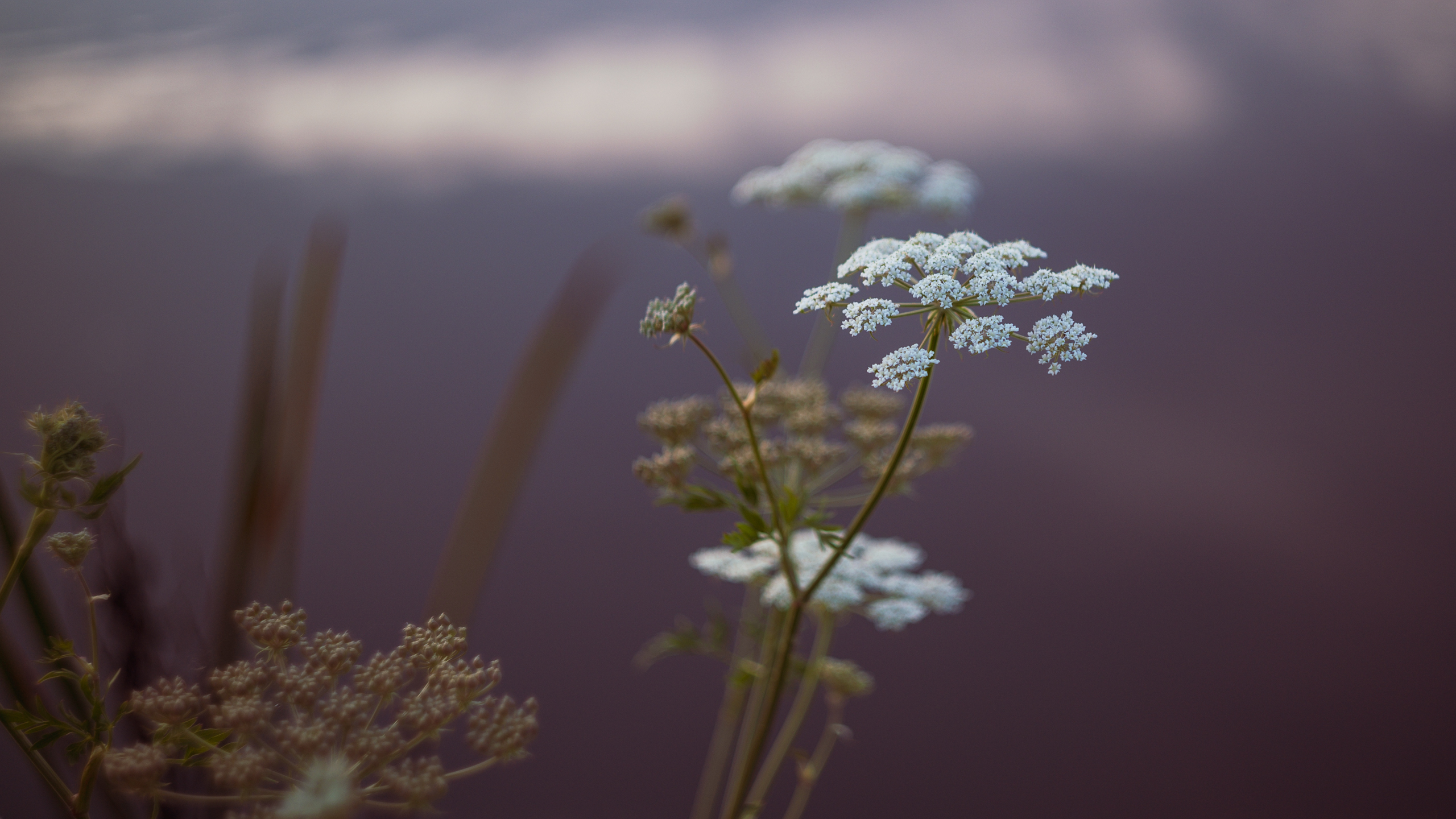 Witte bloemetjes tegen een wazige achtergrond van een waterplas. Door de 'swirly bokeh' lijkt het water meer op een berggebied.